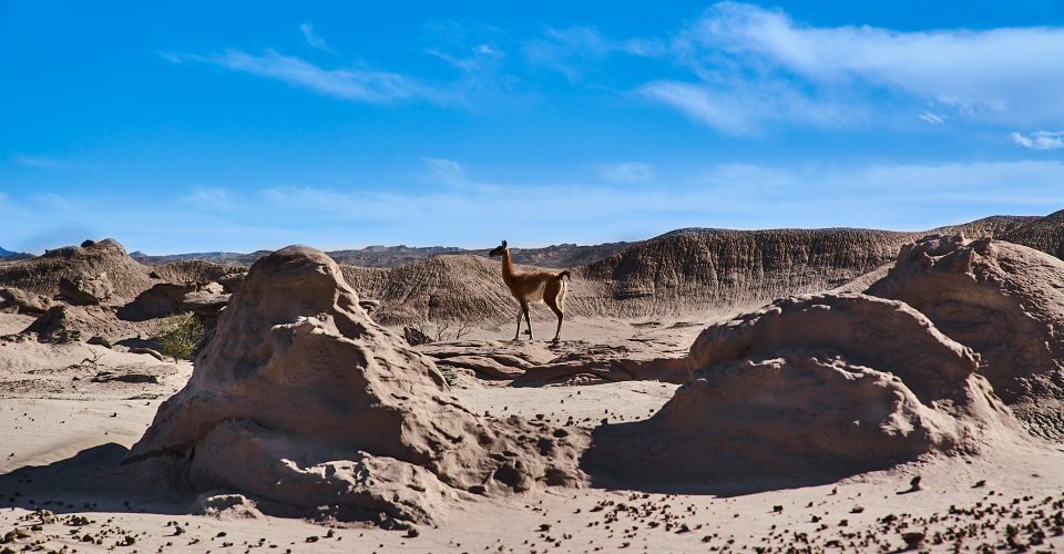 Parque Ischigualasto ab